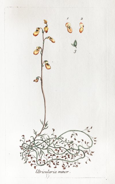 Small Uricularis by Unknown artist