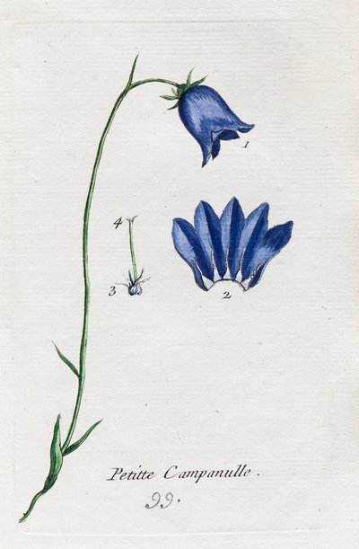 Small Bellflower by Unknown artist