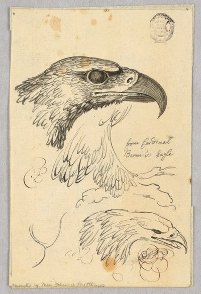 Studies of Two Eagle Heads and One Wing, from Cardinal Bernis