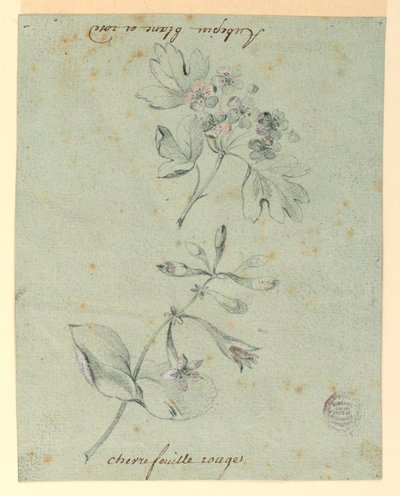 Study of a Hawthorne and Honeysuckle Bough by Unknown artist