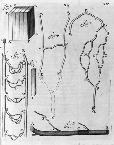 Study of blood circulation in flying fish and other animals. Description by Dutch trader and scientist Antoine van Leeuwenhoek (1632-1723). Engraving from 