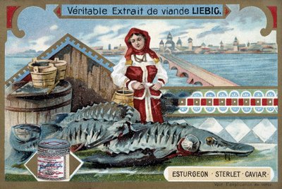 Sturgeon, sterlet, caviar, with a young woman holding buckets, in front of a Russian town - Liebig chromolithography by Unknown artist