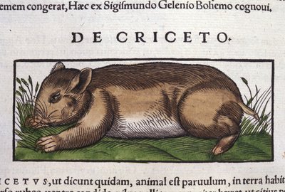 The Hamster in Historia Animalium by Conrad Gesner by Unknown artist