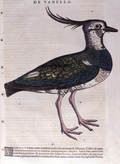 The lapwing from Historiae Animalium by Conrad Gesner (1516 - 1565), Tiguri by Unknown artist