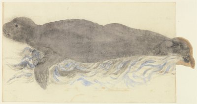 The Monk Seal by Unknown artist