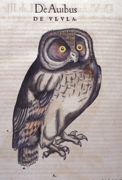 The Owl in Historia Animalium by Conrad Gesner by Unknown artist
