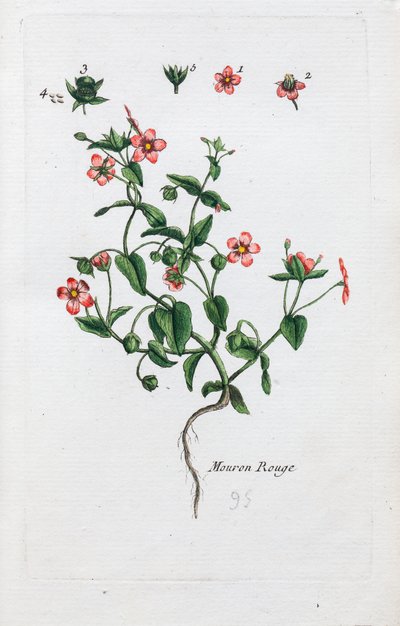 The Scarlet Pimpernel by Unknown artist
