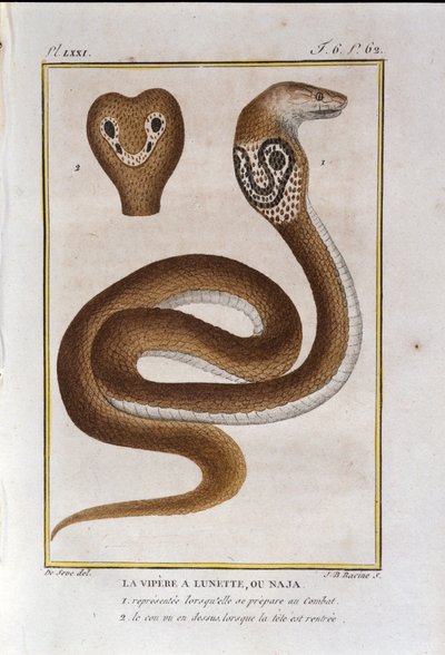 The Bezel Viper or Naja. Plate from 