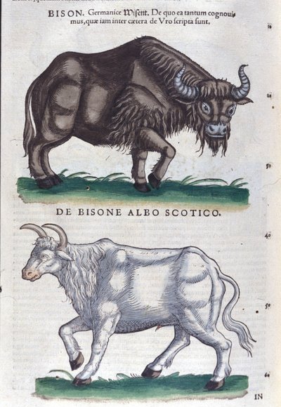 The bison and the white bison from Historiae animalium by Konrad Gesner, Tiguri by Unknown artist