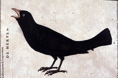 The blackbird after Historiae animalium by Conrad Gesner by Unknown artist
