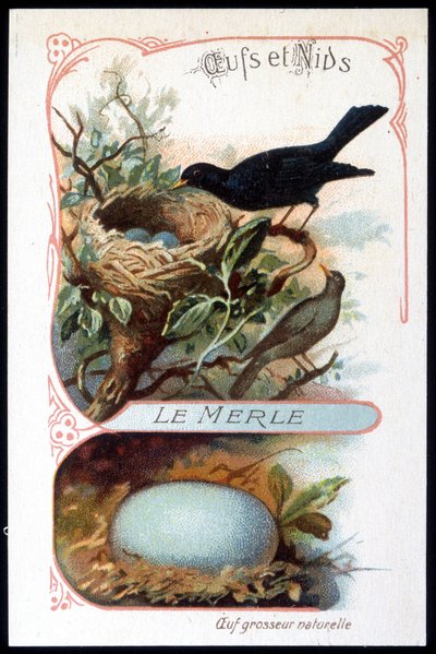 The Blackbird and Its Nest - Chromo., Late 19th Century by Unknown artist