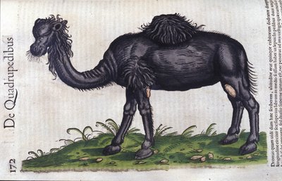 The camel from Historiae Animalium by Konrad Gesner, Tiguri by Unknown artist