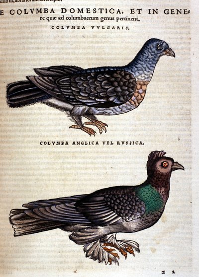 The dove after the Historia Animalium of Conrad Gesner, Tiguri 1560. Biblioteca nazionale Braidense. Milan by Unknown artist