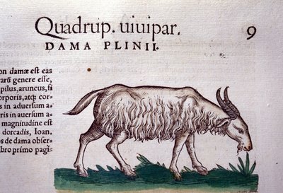 The goat from Historiae animalium by Konrad Gesner, Tiguri by Unknown artist