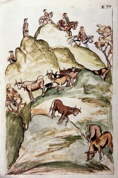 The guardians of cows encircling a group of cows in the mountains to catch them, from the book 