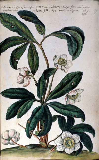 The hellebore or black hellebore, also called Christmas rose. 18th century by Unknown artist