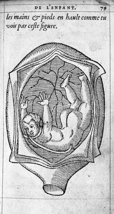 The position of the fetus in the uterus during pregnancy. Engraving from “De la generation des enfants” by French doctor and surgeon Ambroise Pare (1509-1590) 16th century by Unknown artist