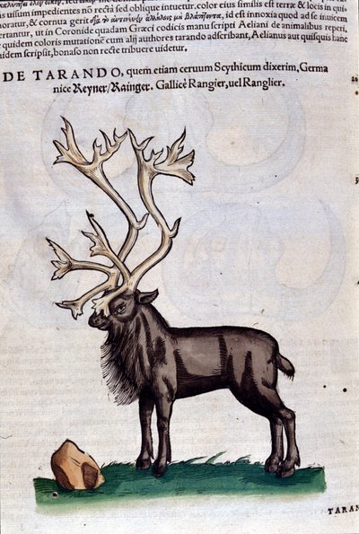 The reindeer from Historiae Animalium by Konrad Gesner, Tiguri by Unknown artist