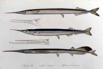 The Sea Needle. Natural History Board. 19th Century by Unknown artist