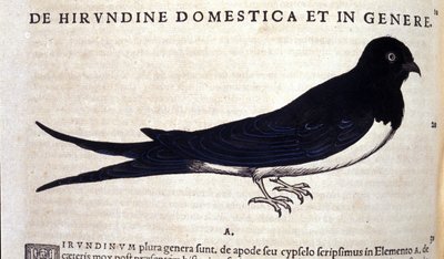 The swallow after Historiae animalium by Conrad Gesner by Unknown artist