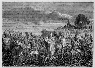 The vines uprooted in the Gauls, by order of Emperor Domitian - in 