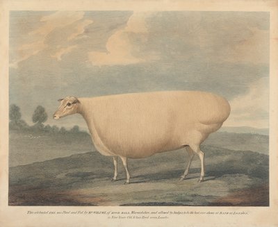 This Celebrated Ewe was Bred and Fed, by Mr. Wilcox. by Unknown artist