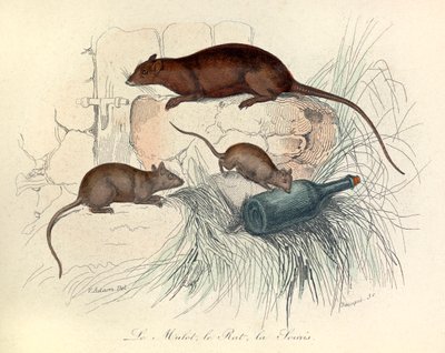 Three Animals: Mouse, Rat and Mole, Classified by Linnaean Nomenclature and Cuvier (engraving) by Unknown artist