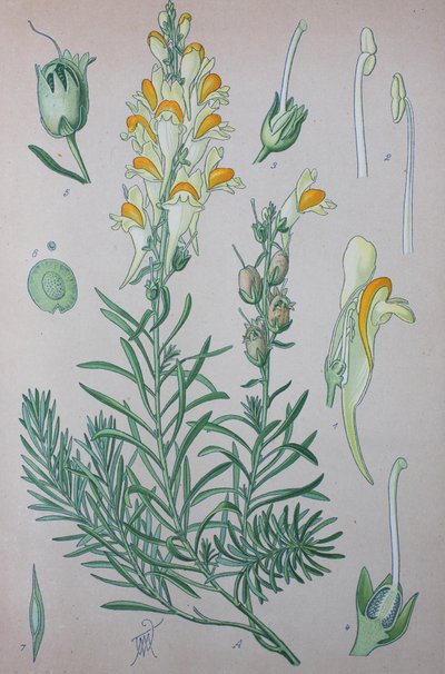 True Toadflax (Linaria) by Unknown artist