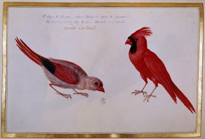 Two Cardinal birds, red sparrow of the Indies. Ornithological board of the 18th century. Paris, B.N. by Unknown artist