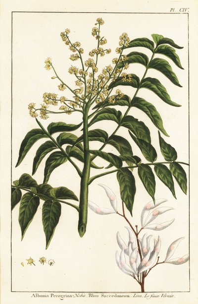 Varnish tree or wax tree by Unknown artist