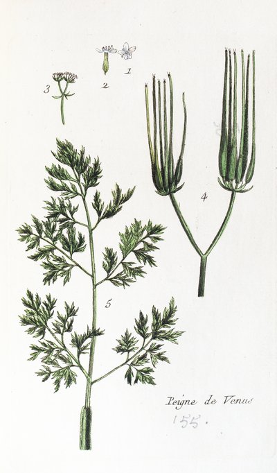 Venus Comb by Unknown artist