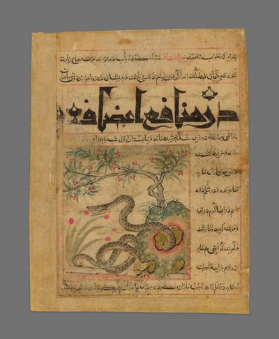 Viper in a Rocky Garden from Manafi