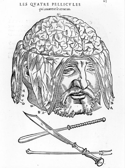 Walter Hermann Ryff: anatomical description of all parts of the human body: the brain. Paris 1545 by Unknown artist