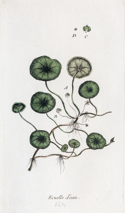 Water bowl by Unknown artist