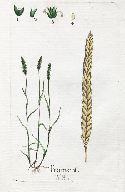 Wheat by Unknown artist