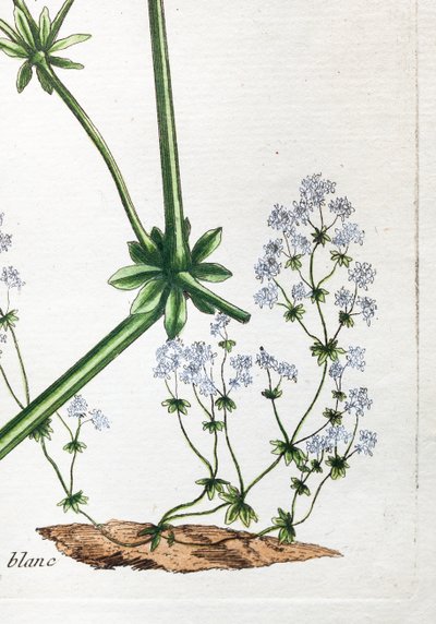 White Quail or Soft Bedstraw by Unknown artist