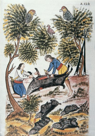 Young Indians motilones butcher a wild boar, from the book Trujillo del Peru or Codice Martinez Compañón, by Baltazar Martinez Compañón y Bujanda, bishop of Trujillo (1782-1785) by Unknown artist