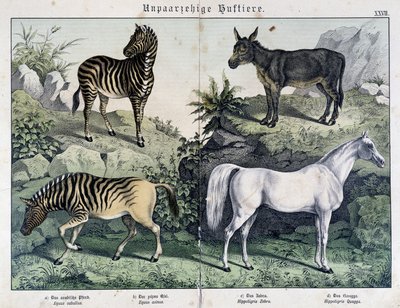 Zebras, Donkey and Horse - in 