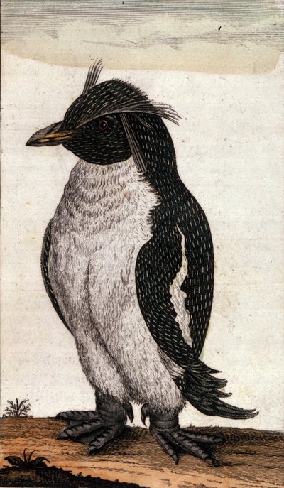 Zoological chart depicting a Diomedea bird of the Albatross family. Engraving of the 18th century by Unknown artist