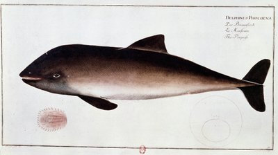 Zoology: board representing a porpoise, aquatic mammal. Print from the beginning of the 18th century. Paris, B.N. by Unknown artist