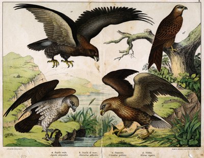 a: Royal eagle (Aquila chrysaëtos), b: Sea eagle (Haliaëtus albicilla), c: Circaete, John the White (Circaëtus gallicus), d: Milan (Milvus regalis) - in 