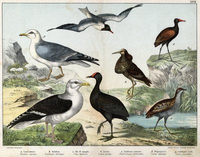 a: The fighter (Machetes pugnax), b: Chicken (Gallinula chloropus), c: Rale des genetes (Crex pratensis), d: Jacana (Parra Jacana), e: Black-eyed Gull (Hydrocolaeus ridibundus), f: Seagull (Larus marinus), g: Herring Gull (Larus argentus) - In 