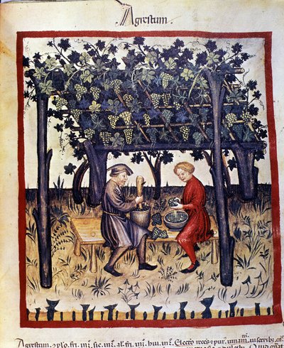 Pressing the grapes at the time of harvest. Illumination from 
