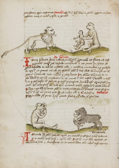 A Lion with a Monkey and His Young; A Monkey; A Bear Eating a Young Monkey by Unknown artist/maker
