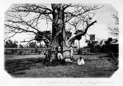 The baobab of the grapefruit garden, Ile Maurice - in 