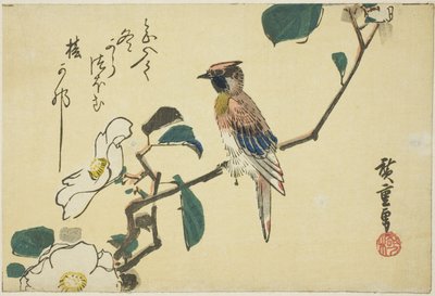 Black-naped Oriole on Camellia Branch by Utagawa Hiroshige