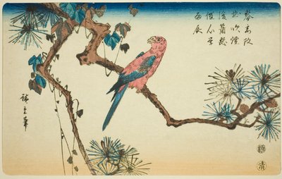 Macaw on Pine Branch by Utagawa Hiroshige
