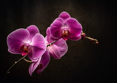 Purple Orchid Splendor by Vadim Kulinsky