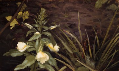 Flowering Evening Primrose by Valdemar Schønheyder Møller