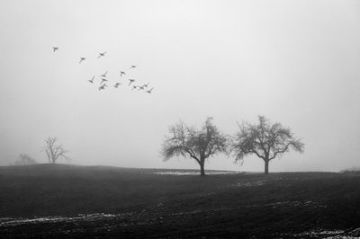 Misty Trees and Birds by Vanja Tajnsek